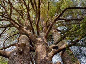 árvore de cedro