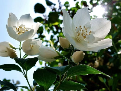 flor de jasmim