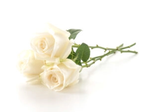 imagem de uma flor rosa branca